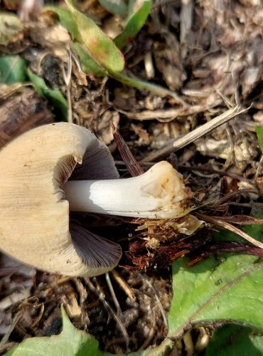 HNOJNÍK DOMÁCÍ (Coprinellus domesticus) 