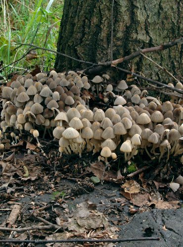 HNOJNÍK NASETÝ (Coprinellus disseminatus)