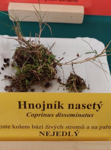 HNOJNÍK NASETÝ (Coprinellus disseminatus)