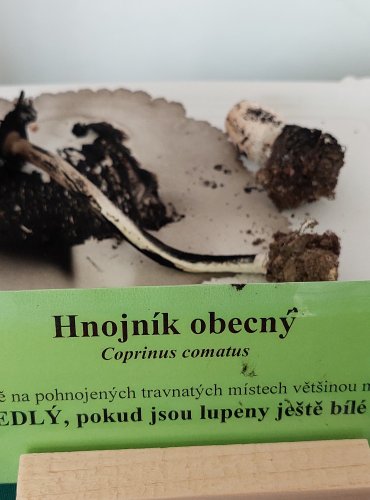 HNOJNÍK OBECNÝ (Coprinus comatus) 