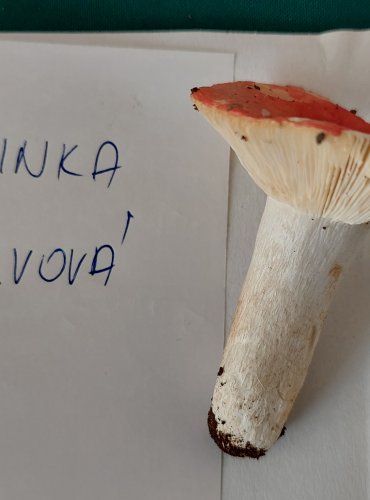 HOLUBINKA BROSKVOVÁ (Russula persicina) zapsána v Červeném seznamu hub České republiky v kategorii VU – zranitelný druh 