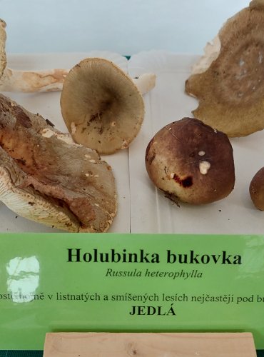 HOLUBINKA BUKOVKA (Russula heterophylla) 