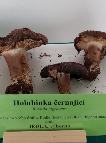 HOLUBINKA ČERNAJÍCÍ (Russula nigricans) 