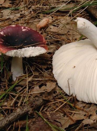 HOLUBINKA ČERNONACHOVÁ (Russula atropurpurea) 