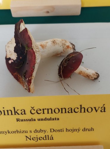 HOLUBINKA ČERNONACHOVÁ (Russula atropurpurea) 