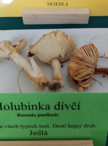 HOLUBINKA DÍVČÍ (Russula puellaris) 