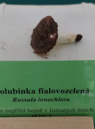 HOLUBINKA FIALOVOZELENÁ (Russula ionochlora) 