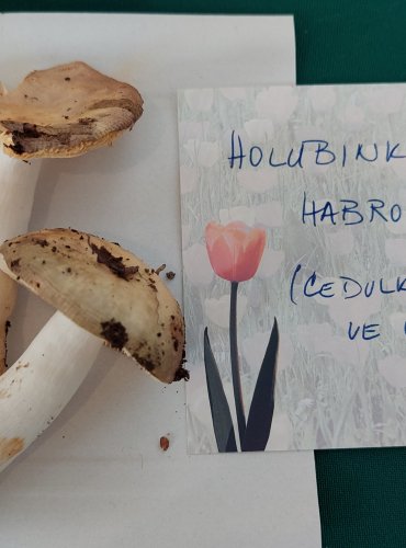 HOLUBINKA HABROVÁ (Russula carpini) zapsána v Červeném seznamu hub (makromycetů) České republiky v kategorii NT – téměř ohrožený druh
