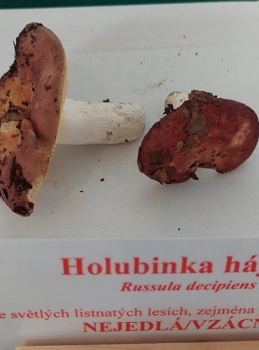 HOLUBINKA HÁJOVÁ (Russula decipiens) zapsán v Červeném seznamu hub (makromycetů) České republiky v kategorii EN – ohrožený druh