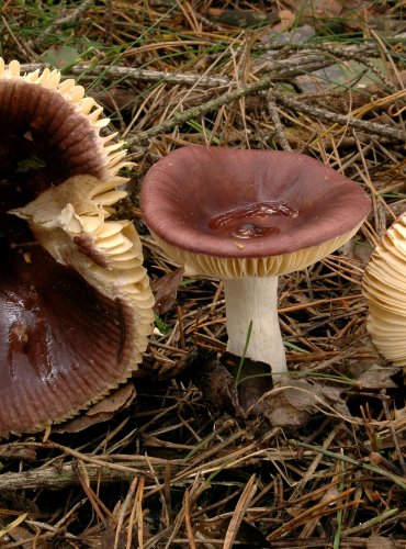 HOLUBINKA HOŘKÁ (Russula caeruelea) 