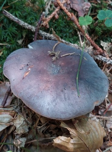 HOLUBINKA NAMODRALÁ (Russula cyanoxantha) 