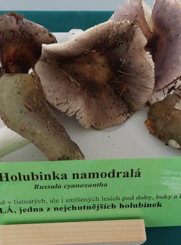 HOLUBINKA NAMODRALÁ (Russula cyanoxantha) 