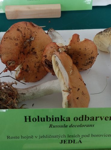 HOLUBINKA ODBARVENÁ (Russula decolorans)