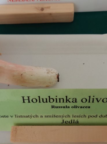 HOLUBINKA OLIVOVÁ (Russula olivacea) 