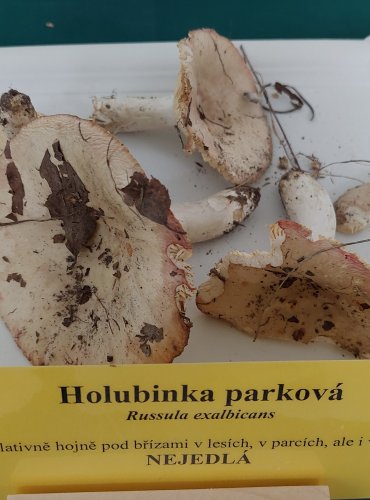 HOLUBINKA PARKOVÁ (Russula exalbicans)