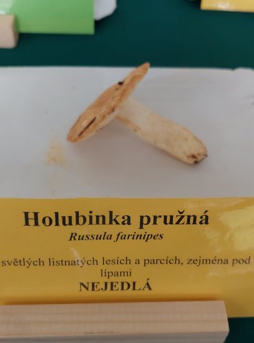 HOLUBINKA PRUŽNÁ (Russula farinipes) 