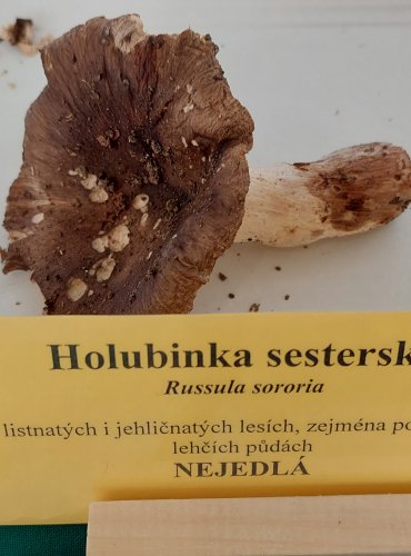 HOLUBINKA SESTERSKÁ (Russula farinipes) 