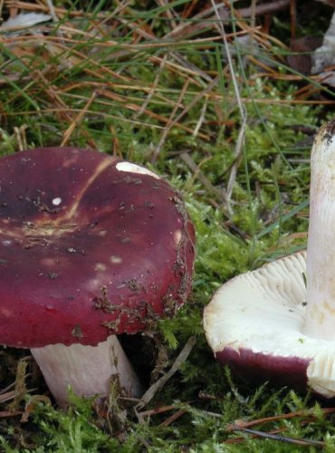 HOLUBINKA SLANEČKOVÁ (Russula graveolens) 