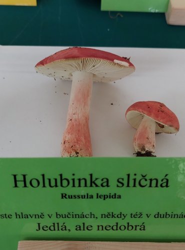 HOLUBINKA SLIČNÁ (Russula rosea) 