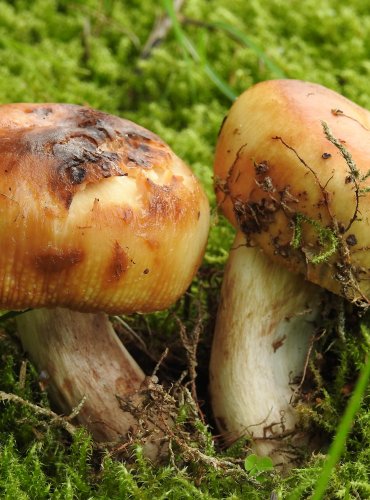 HOLUBINKA SMRDUTÁ (Russula foetens) 