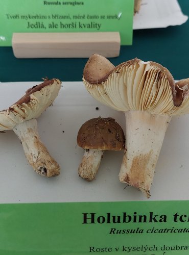 HOLUBINKA TCHOŘÍ (Russula cicatricata)