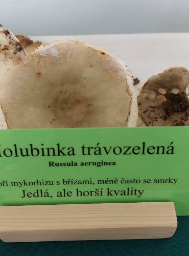 HOLUBINKA TRÁVOZELENÁ (Russula aeruginea)