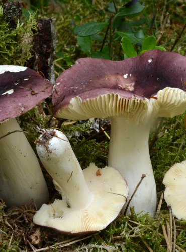 HOLUBINKA TURKOVÉ (Russula turci)