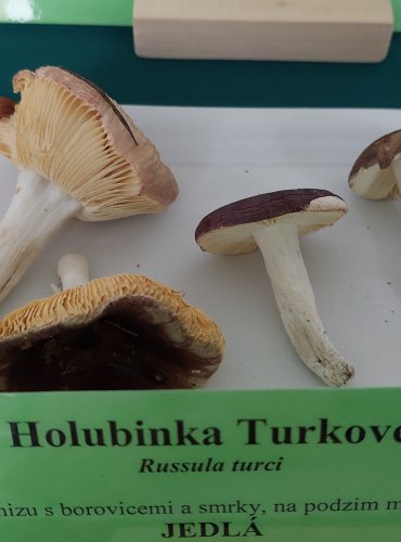 HOLUBINKA TURKOVÉ (Russula turci)