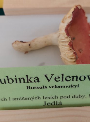 HOLUBINKA VELENOVSKÉHO (Russula velenovskyi) 