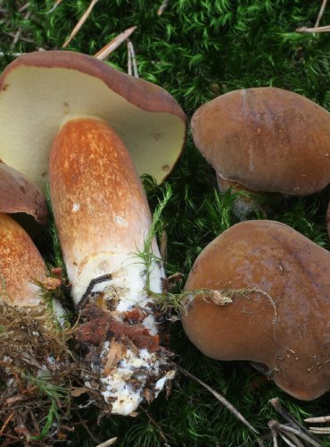 HŘIB HNĚDÝ (Boletus badius) 