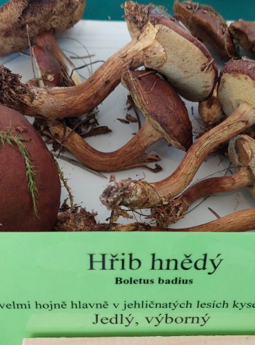 HŘIB HNĚDÝ (Boletus badius) 