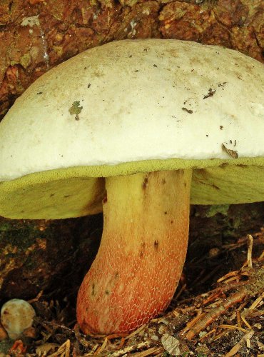 HŘIB KŘÍŠŤ (Boletus calopus) 