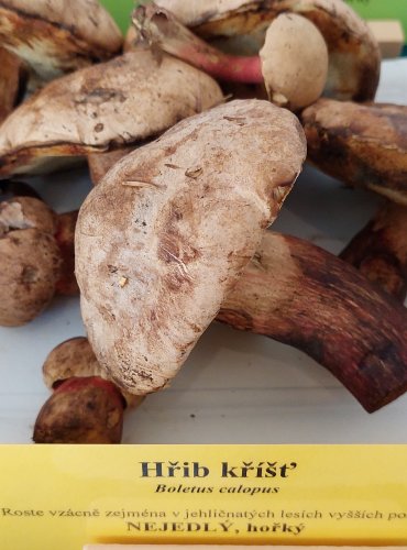 HŘIB KŘÍŠŤ (Boletus calopus) 