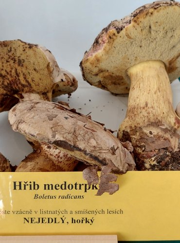 HŘIB MEDOTRPKÝ (Boletus radicans) 