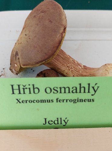 HŘIB OSMAHLÝ (Xerocomus ferrugineus) 