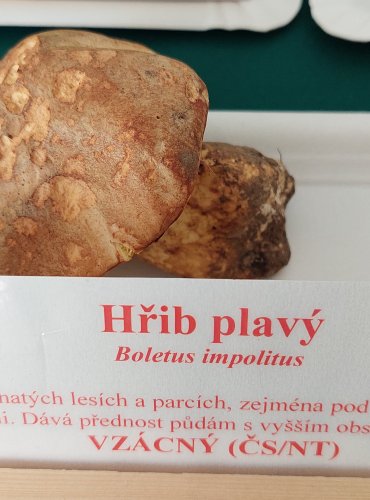 HŘIB PLAVÝ (Hemileccinum impolitum) zapsán v Červeném seznamu hub (makromycetů) v kategorii NT – téměř ohrožený druh 