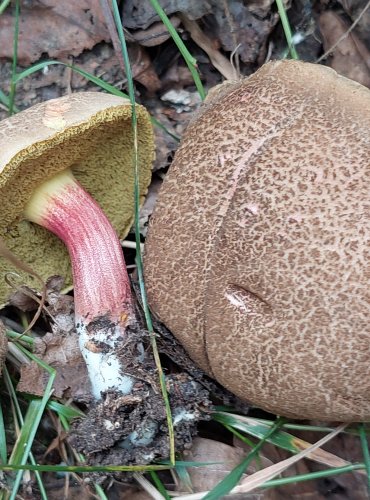 HŘIB POLÍČKATÝ (Xerocomellus cisalpinus) 