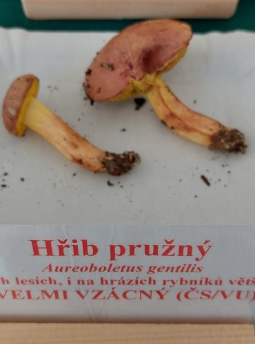 HŘIB PRUŽNÝ (Aureoboletus gentilis) zapsán v Červeném seznamu hub (makromycetů) v kategorii zapsán v Červeném seznamu hub (makromycetů) České republiky v kategorii VU – zranitelný druh 