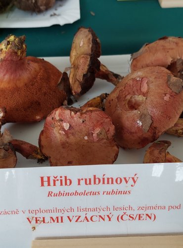 HŘIB RUBÍNOVÝ (Rubinoboletus rubinus) velmi vzácný, zapsán v Červeném seznamu hub (makromycetů) v kategorii EN – ohrožený druh
