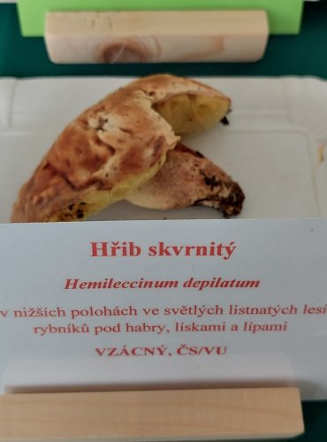 HŘIB SKVRNITÝ (Hemileccinum depilatum) zapsán v Červeném seznamu hub (makromycetů) v kategorii VU – zranitelný druh 