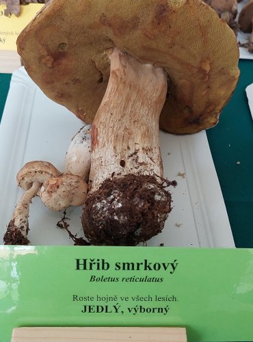 HŘIB SMRKOVÝ (Boletus edulis) 