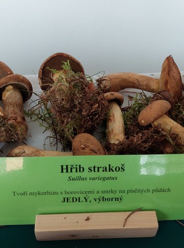 HŘIB STRAKOŠ (Suillus variegatus) 