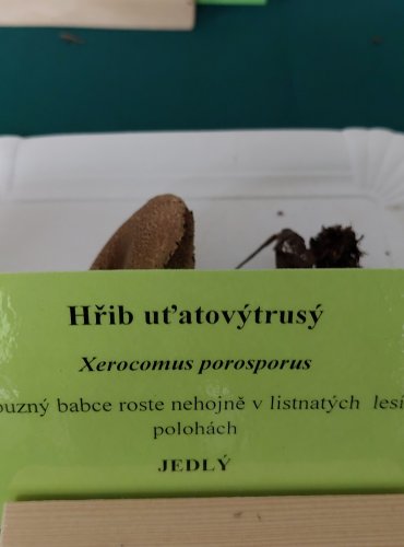 HŘIB UŤATOVÝTRUSÝ (Xerocomellus porosporus) 