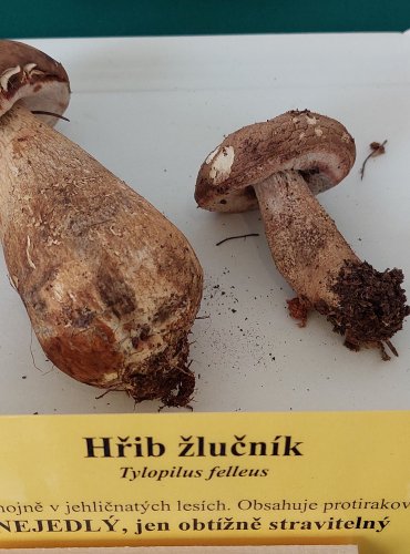 HŘIB ŽLUČNÍK (Tylopilus felleus) 