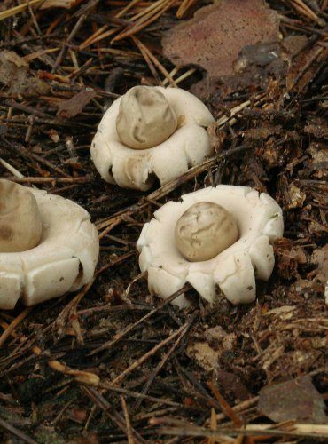 HVĚZDOVKA BRVITÁ (Geastrum fimbriatum) 