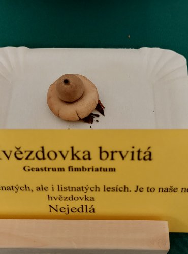 HVĚZDOVKA BRVITÁ (Geastrum fimbriatum) 