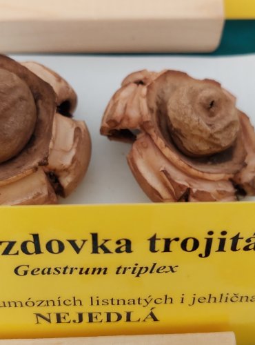 HVĚZDOVKA TROJITÁ (Geastrum triplex) 