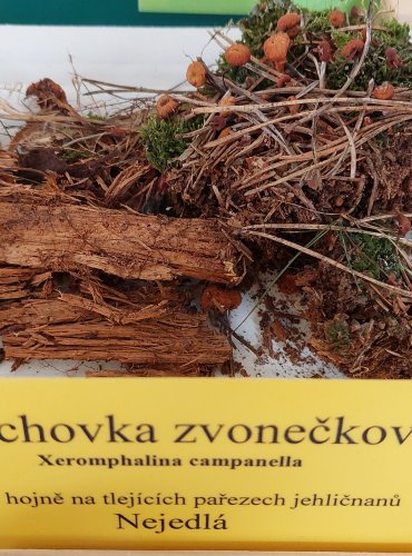 KALICHOVKA ZVONEČKOVÁ (Xeromphalina campanella) 