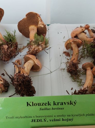 KLOUZEK KRAVSKÝ (Boletus bovinus) 