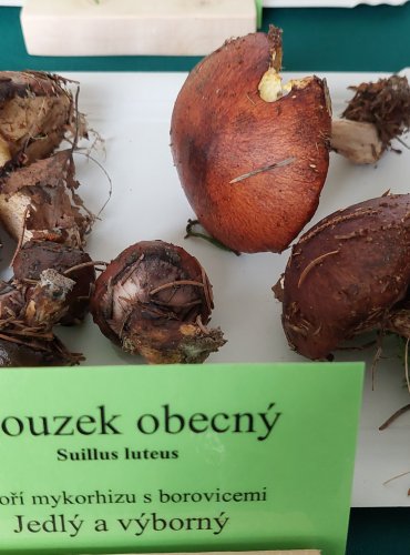 KLOUZEK OBECNÝ (Suillus luteus) 